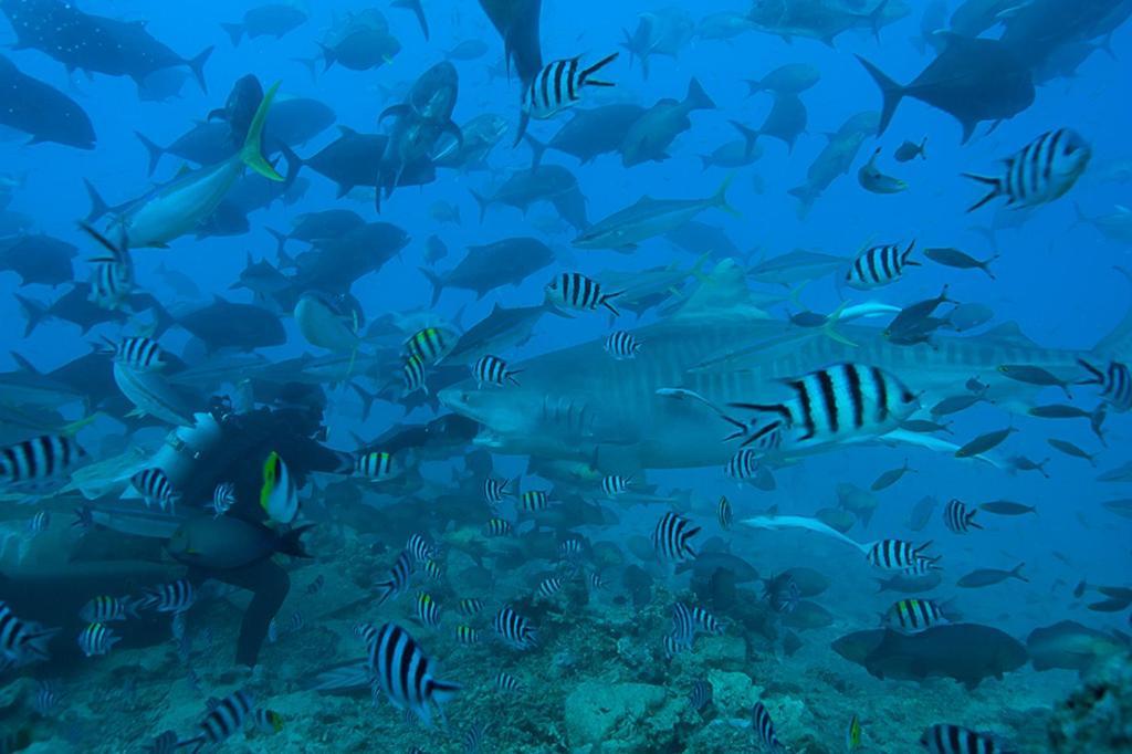 Beqa Lagoon Resort Raviravi Dış mekan fotoğraf